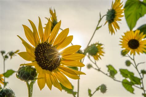 Sunflower-Sunburst – Blog QHOMEMART