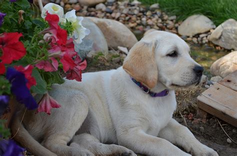 Tender oak ranch breeds akc english labrador retriever puppies. AKC English Labrador puppies for sale in Allegan MI. 269 ...