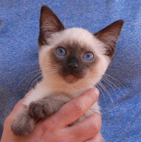 If you are approved via your adoption. Paladin, a rescued Siamese kitten for adoption, blessed ...