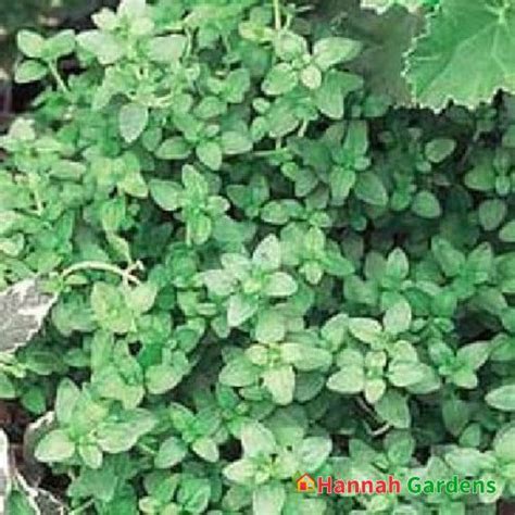 Englishfrench Thyme Herb Thymus Vulgaris Live Plant 3″ Pot