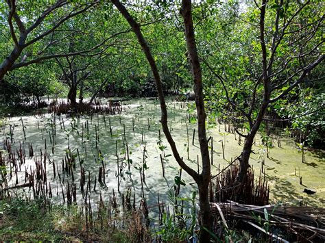 Belajar Di Ekowisata Mangrove Wonorejo Anggraeni Septi