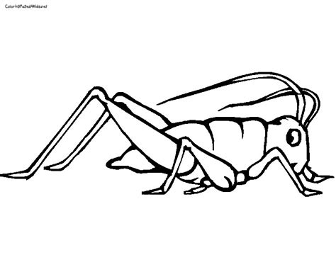 Coloring Cricket Pages Sketch Coloring Page