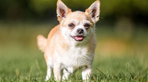 We did not find results for: Chihuahua Corgi Mix: Chigi Breed Information, Puppy Costs ...