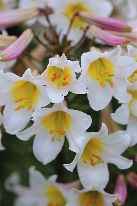 14 Recommended Lily Varieties For Your Garden Lily Bulbs Warrior Girl Lily Flower Shade