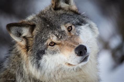 Grey Wolf Wallpaper 4k Images Slike