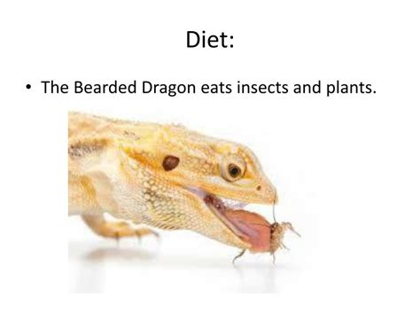 Pair ripe strawberries with a buttery biscuit topping and a pool of rich cream or scoop of vanilla ice cream. PPT - Bearded Dragon PowerPoint Presentation, free download - ID:2835201