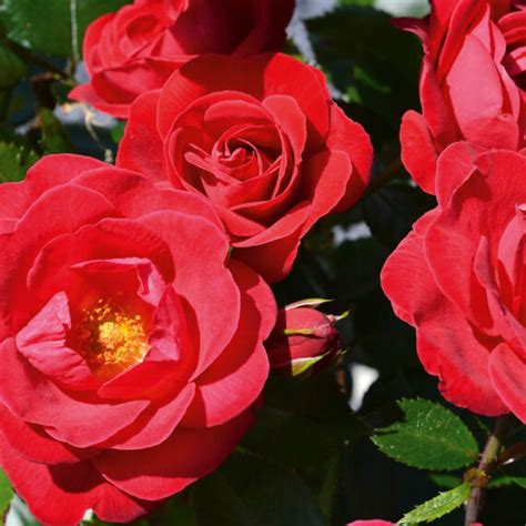 Róża Rabatowa Kopmpas Róże ogrodowe Sklep Sobieszek producent