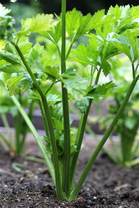 How To Grow Celery Start To Finish One Hundred Dollars
