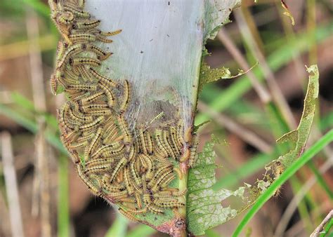 Maybe you would like to learn more about one of these? Unknown Notodontid Caterpillar