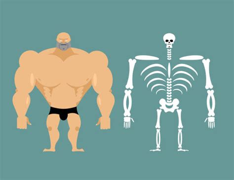 Strong Bones Clip Art Vector Images And Illustrations Istock