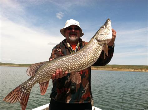 There Is Great Fishing For Great Northern Pike At Fort Peck Montana
