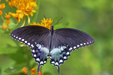 How To Attract A Spicebush Swallowtail Butterfly Birds And Blooms