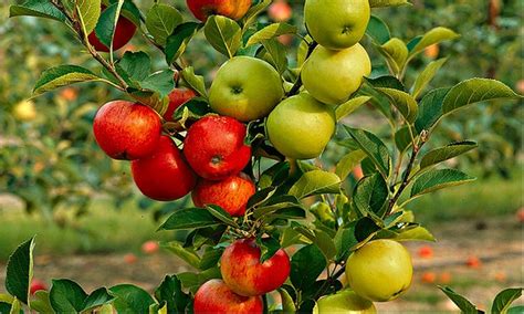 Multi Variety Fruit Tree Groupon Goods