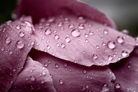 Closeup Photo Of Water Drops On Purple Petaled Flower Hd