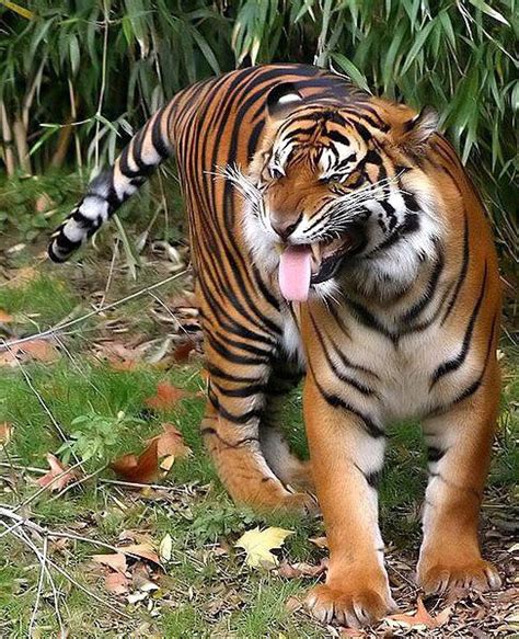 A Tiger Making The Flehmen Response Two Ducts At The Top Of Their