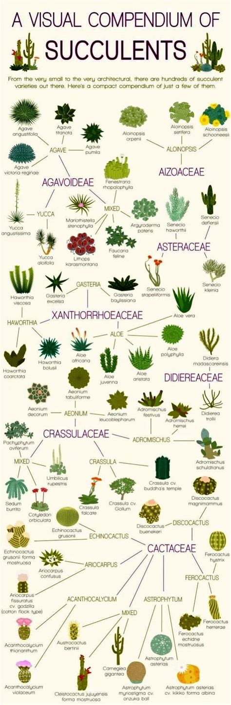 Chart Identification Types Of Succulents