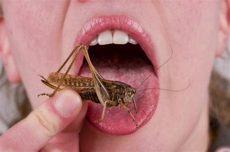 Grubs Up How Eating Insects Could Benefit Health Medical News Today
