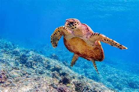 Hawksbill Sea Turtle Swimming In Indian Ocean In Maldives Stock Photo
