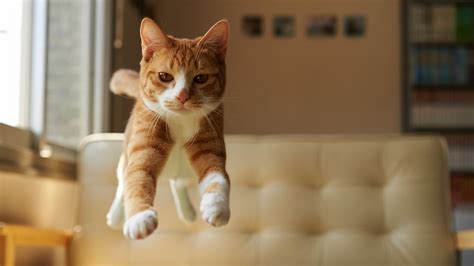 Cat Animals Feline Nature Jumping Wallpapers Hd Desktop And