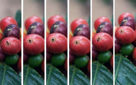 Tentang Kutu Serangga Yang Merusak Buah Kopi Majalah Otten Coffee
