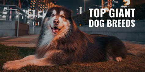 Top 15 Giant Dog Breeds Super Tall And Oversized Dog Breeds