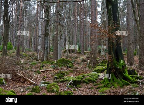 A Forest Overgrown With Moss Stock Photo Alamy