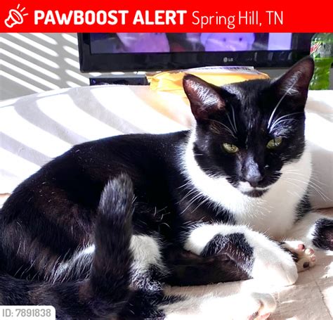 Lost Male Cat In Spring Hill Tn 37174 Named Dillon Id 7891838 Pawboost