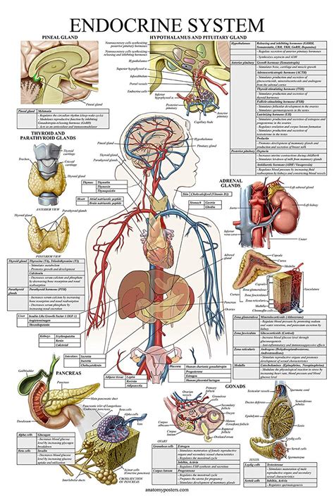 Pack Anatomical Poster Set Anatomy Posters The Best Porn Website