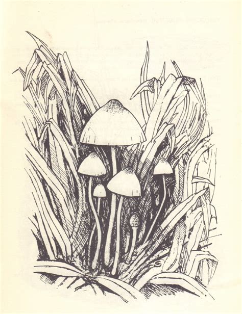 Cooper Richard A Guide To British Psilocybin Mushrooms Cult Jones