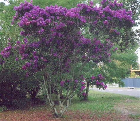 From pale lilac to deep violent, we rounded up our favorite purple blooms. Purple flowering tree | These trees think it's spring ...