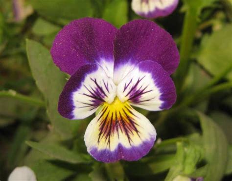 Pansy Violet Flowers Nature Cultural And Travel Photography Blog