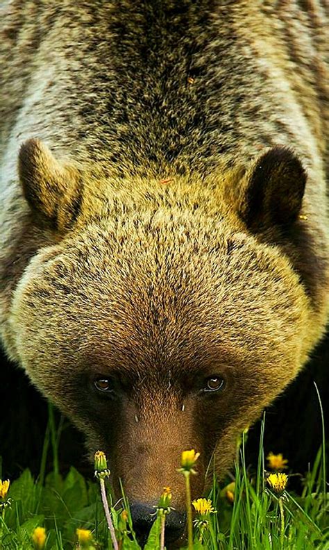 Grizzly In The Face Animals Beautiful Animals Wild Nature Animals