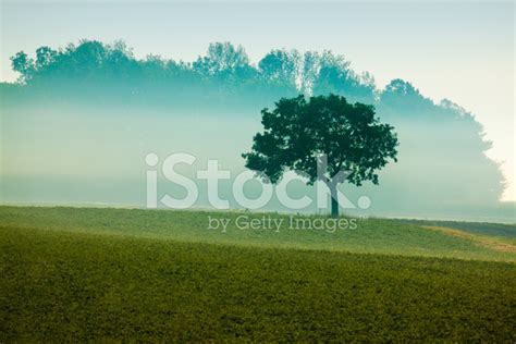 Lone Tree On Hill In Morning Ground Fog Stock Photo Royalty Free