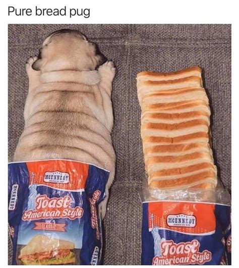 Pure Bread Pug Funny Dog Memes With Pug And Bread
