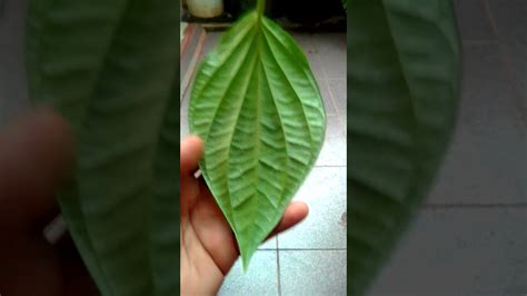 Akan tetapi jika sudah lebih dari dua pekan kondisi masih saja belum mereda. Gambar Daun Sirih Ketemu Ros - AR Production
