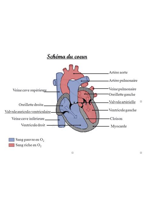 Anatomie Du Coeur Cardiologie Intercard