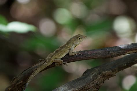 Yellow Spotted Lizard In The Everglades Stock Photo Download Image