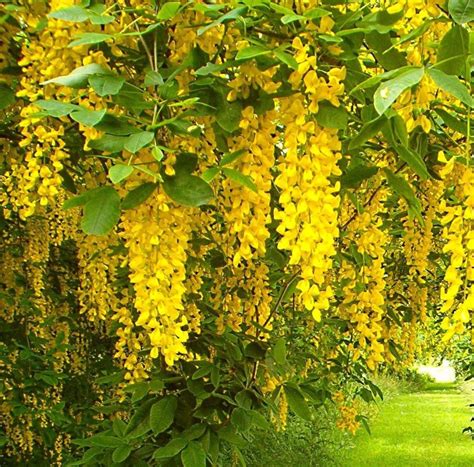 Small Yellow Flowering Trees Okejely Garden Plant