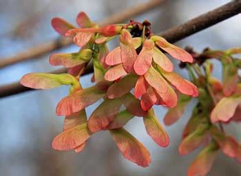 A step by step guide to growing japanese maples from seed. Maple seeds dropping in soon - MSU Extension