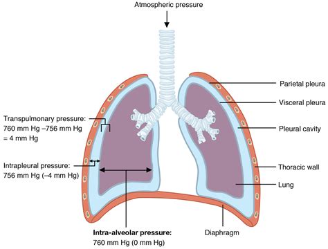 The Process Of Breathing Anatomy And Physiology
