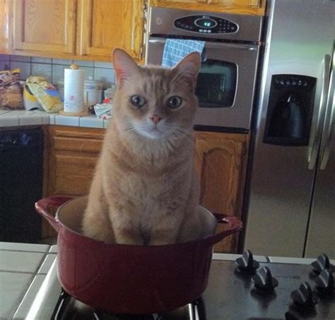 There's a contest called the catalent contest. My cat being a jerk and always sitting in my clean pots ...