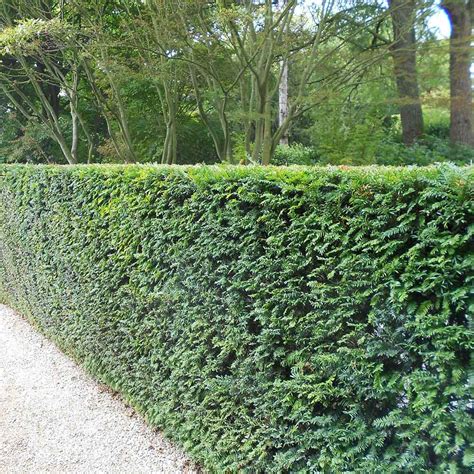 Design Your Garden With Instant Hedging Hedges Direct Blog