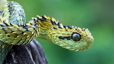 Snake - snakes Photo (40437509) - Fanpop