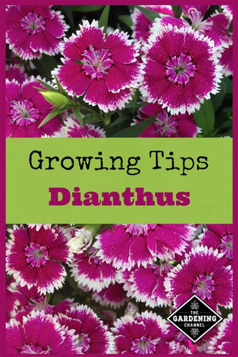 Growing Dianthus Gardening Channel