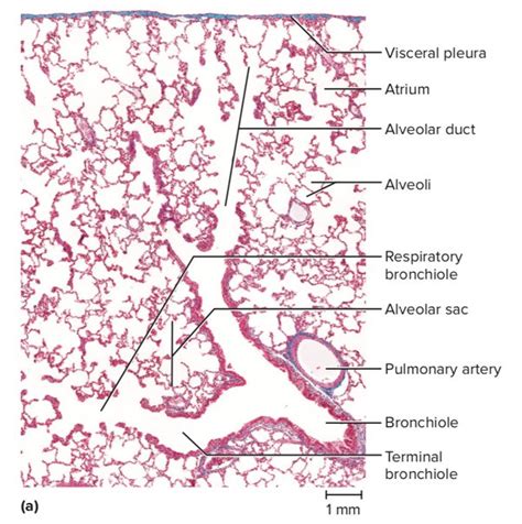 Lung Alveoli Histology