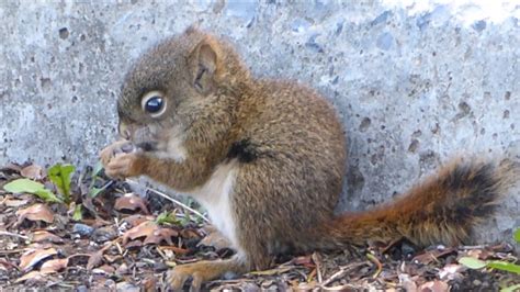 Bébé écureuil Roux Baby Red Squirrel Youtube
