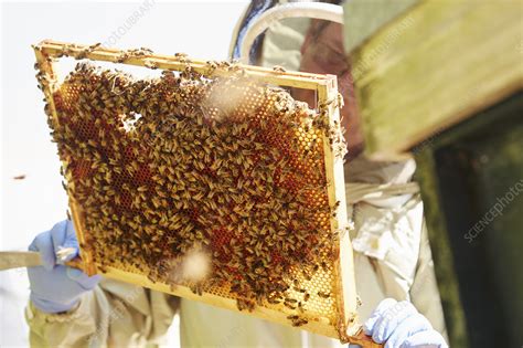 Worker Bees Loading The Cells In Honey Stock Image F0128580