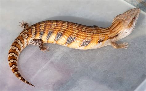 On Hold For Jaime Baby Northern Blue Tongued Skink By Lizard Cafe
