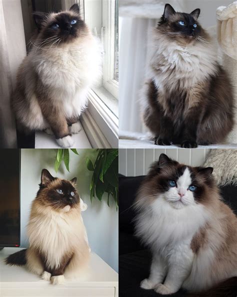 Birman Cat And Ragdoll Difference Cute Of Animals