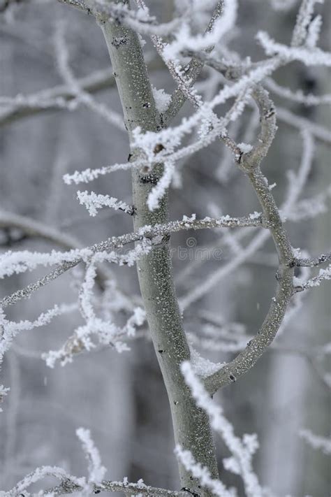 Winter Frost On Tree And Branches With Snow Cold Ice Frosty Stock Image